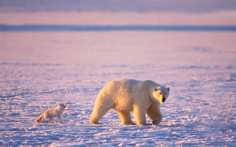 Polar, 1080P, animals, Foxes, Animal, Bear, bears, Arctic