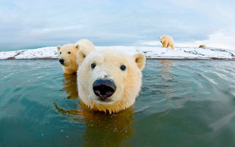 Bear, Sky, 1080P, Polar, Sea, Arctic