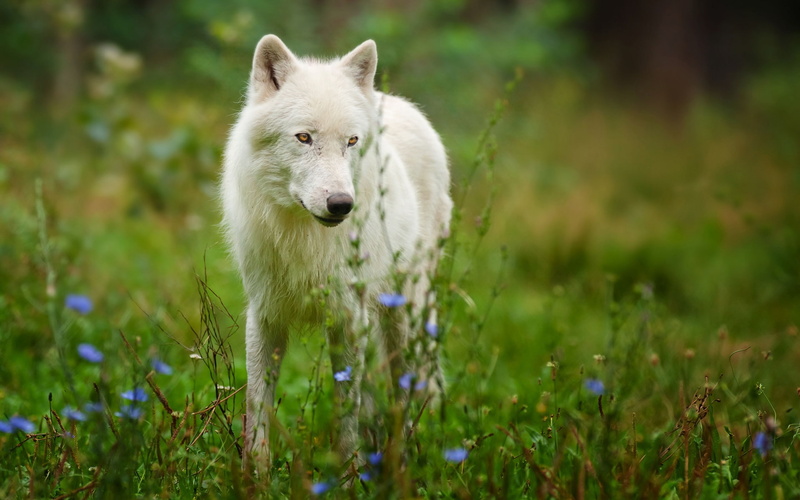 Predator, 1080P, Wolf, Arctic