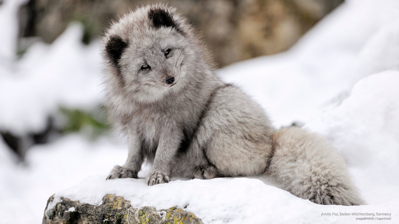 2K, baden, Animals, germany, rttemberg, fox, w, arctic