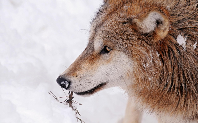 wolf, ii, cute, animals, pretty, photography, sweet, wolves, 1080P, dogs, arctic