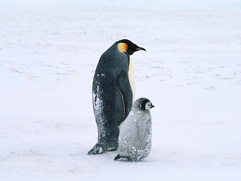 arctic, penguins, 1080P, life