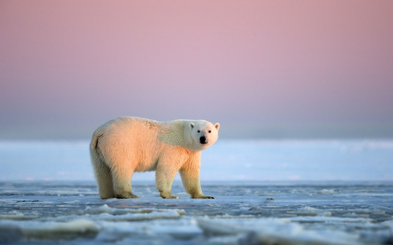 Arctic, 2K, Ice, White, Polar, Alaska, Sunset, Bear