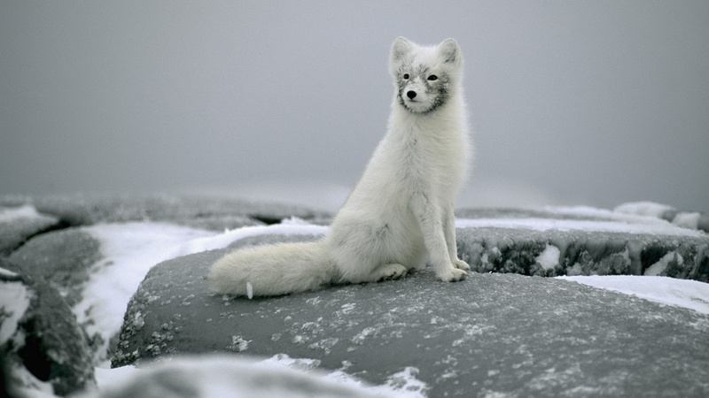 Fox, Rock, Arctic, Sitting, 1080P