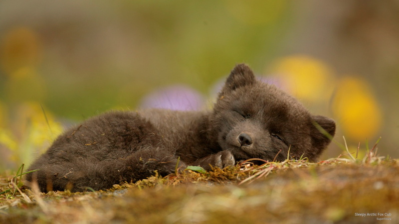 fox, cub, arctic, 2K, Animals, sleepy