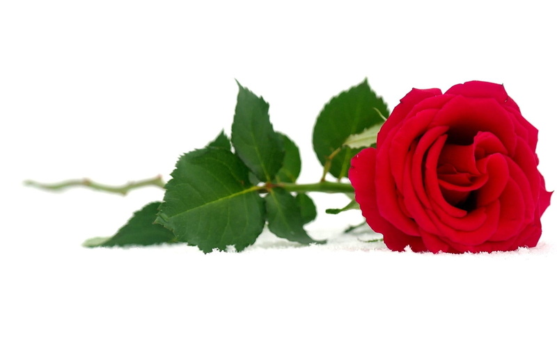 day, single Object, flowers, indoors, inflorescence, freshness, blossom, flowering plant, snow, nature, rose, gift, beauty In Nature, backgrounds, valentines Day - Holiday