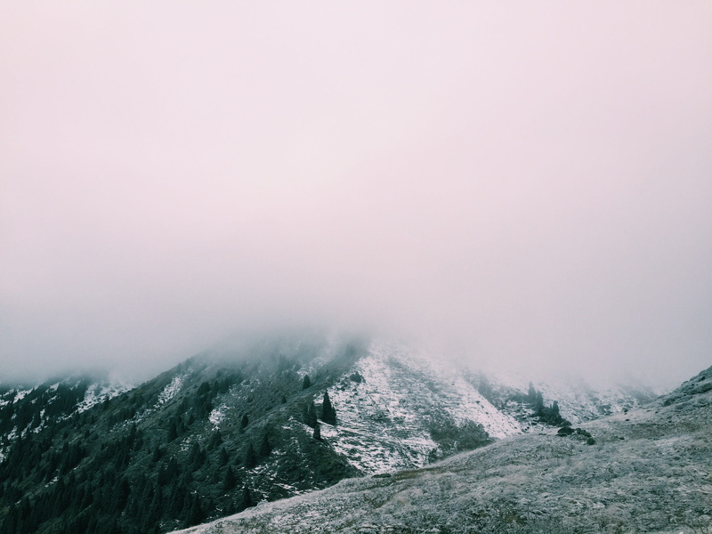 plant, solitude, idyllic, environment, cloud, outdoors, clouds, no people, scenics - nature, pine tree, pine woodland, cold temperature, landscape, fog