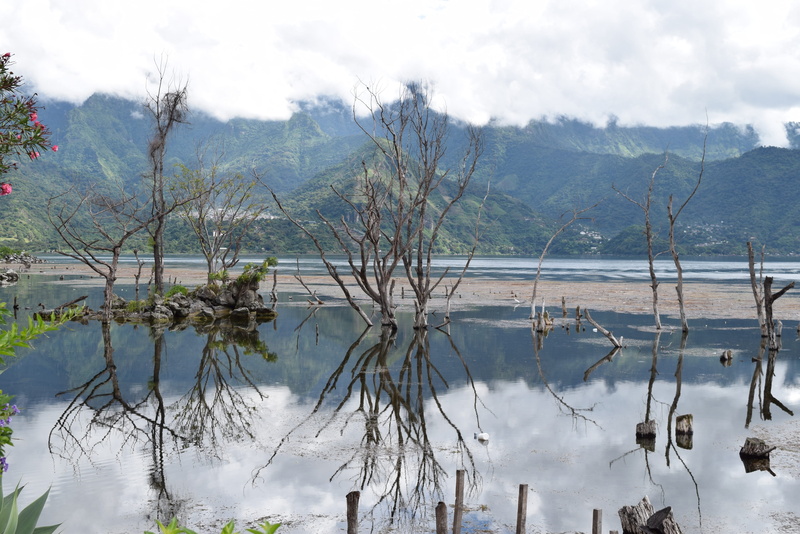 nature, scenics - nature, no people, waterfront, plant, reflection, water, day, mirror image, lago atitlan, tranquility, tranquil scene, lake, guatemala