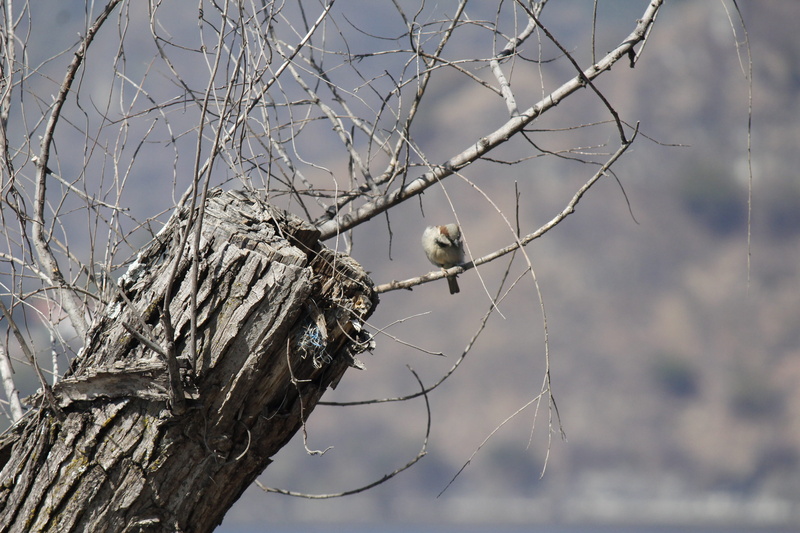 bird, outdoors, sky, tree, focus on foreground, bare tree, animal wildlife, perching, lake, branch, birds, vertebrate, one animal, no people, animal themes