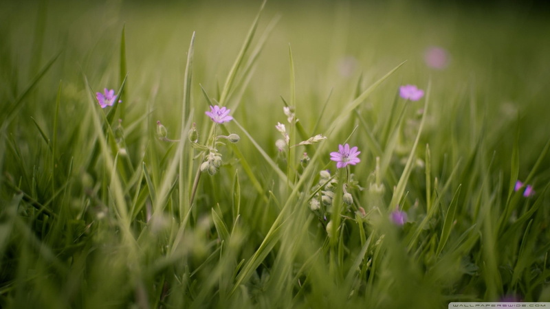 day, purple, springtime, fragility, flower head, flower, green color, close-up, beauty in nature, flowering plant, 1080P, selective focus, field, no people