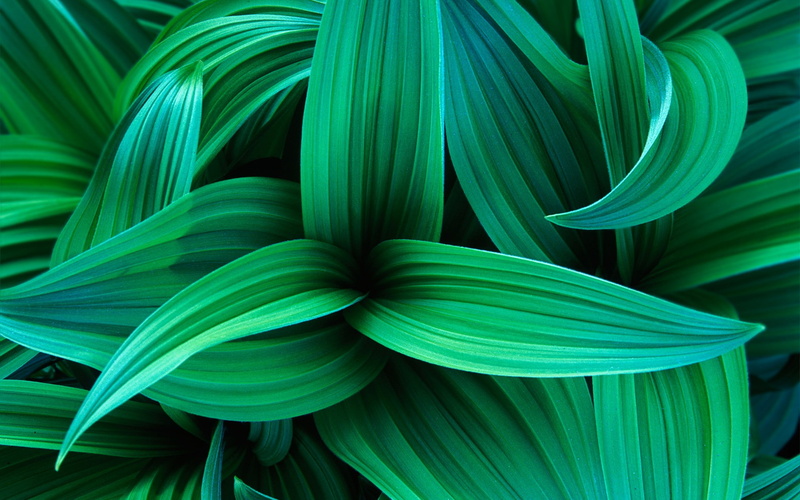 windows 7, leaves, seven, 1080P, green