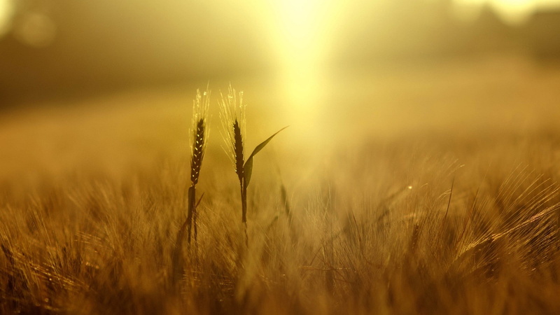 growth, crop, depth of field, 1080P, yellow, close-up, cereal plant, rural scene, beauty in nature, landscape, selective focus, nature, wheat, grass, farm