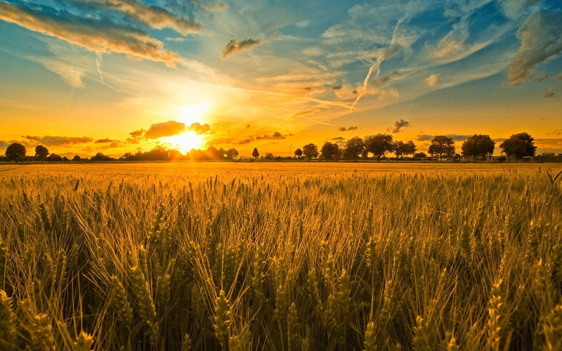 sky, sunlight, no People, 1080P, horizon Over Land, blue, environment, sunrise - Dawn, cereal Plant, dawn, backgrounds, rice Paddy, grass, crop, orange color