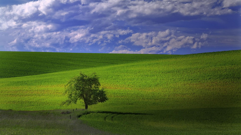 1080P, palouse, tree, nature, lone, 1920x1080, hill, washington
