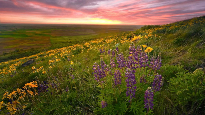 steptoe, palouse, butte, nature and landscapes, sunset, fields, flowers, county, clouds, washington, 1080P