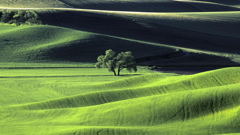 middle, palouse, large, nature, tree, 1080P, grass, hills, field, 1920x1080