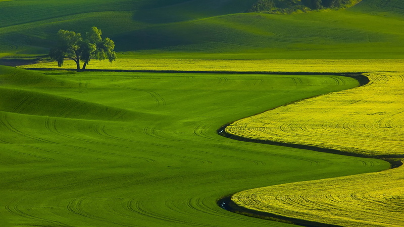 plant, day, land, crop, val dOrcia, sunlight, tranquility, 1080P, tuscany, sunset, springtime, rural Scene, activity, italy, field, grass, idyllic, lonely