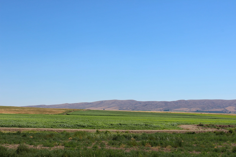green color, outdoors, mountain, tranquility, 2K, beauty in nature, environment, scenics - nature, idyllic, field, sky, nature, eastern washington, plant