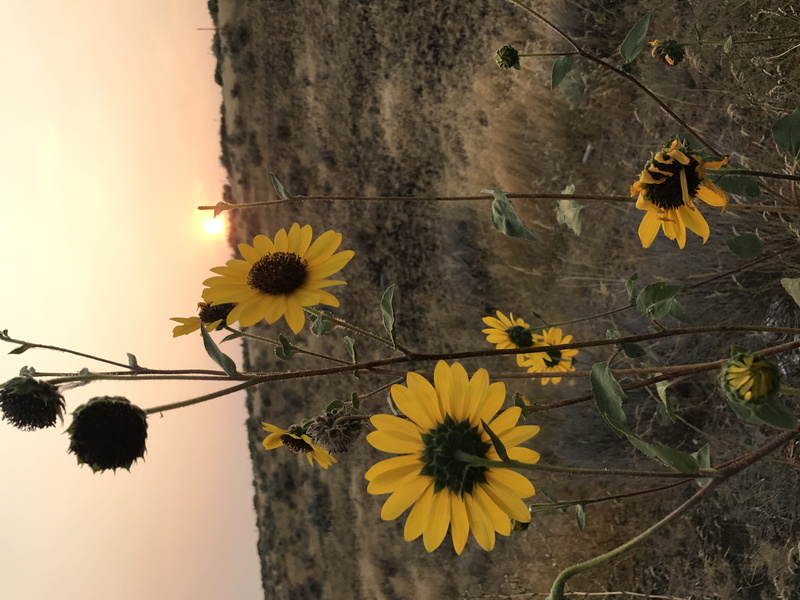 plant stem, sunflower, fragility, inflorescence, day, sunset, flower, united states, sunflowers, flowers, flower head, sun, close-up, petal, 4K, built structure