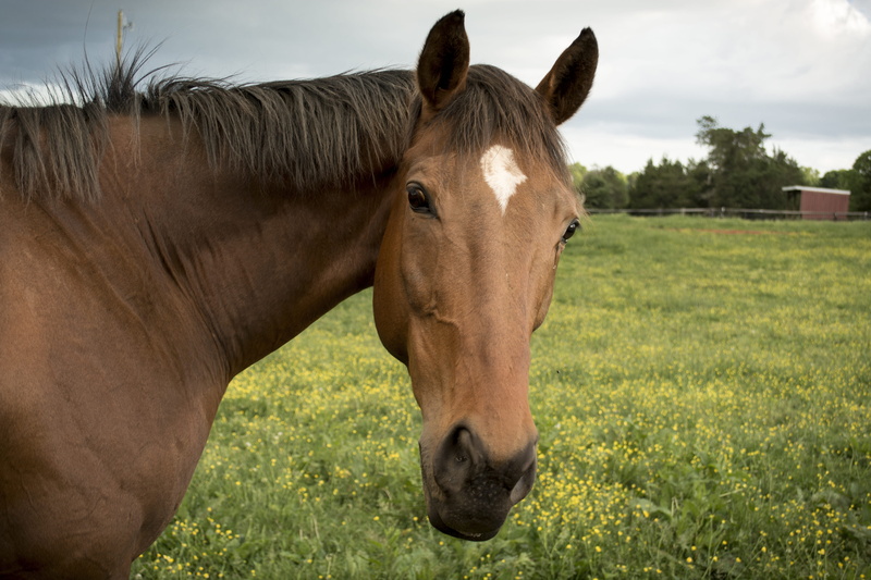 granja, pets, mammal, nature, wild, land, one animal, animals, animales, domestic animals, 5K, caballo, livestock, brown, virginia, sky, domestic, day