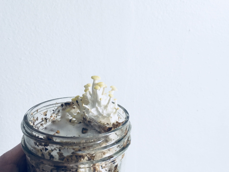 duluth, indoors, flower, flowering plant, yellow oyster, no people, mushroom, nature, substrate, studio shot, glass - material, jar, pleurotus, freshness