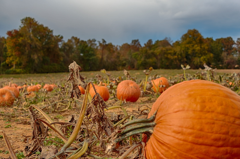 plant, land, ripe, sky, field, food and drink, trees, no people, united states, farm, rural scene, fall, churchville, growth, agriculture, vegetable, cloud - sky