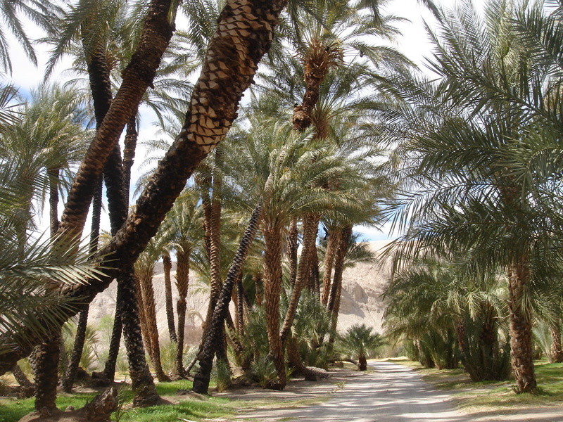 2K, no people, tranquility, shoshone california, china ranch date farm and bakery, palm tree, outdoors, death valley, nature, tranquil scene, palm leaf