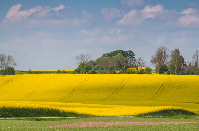 yellow, canola, blue sky, summer, daytime, aperture, geo, rural Scene, agriculture, focal_length, state, exif, model, lens, geo:location, 5K, fält, canon