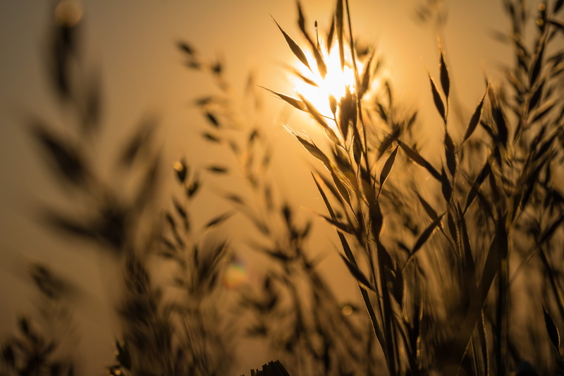 state, city, macro, field, 760d, exif, selected, seed, farm, summer, f/2, yellow, ƒ / 10, plant, canon, wheat, agriculture, first light, gold Colored, mm