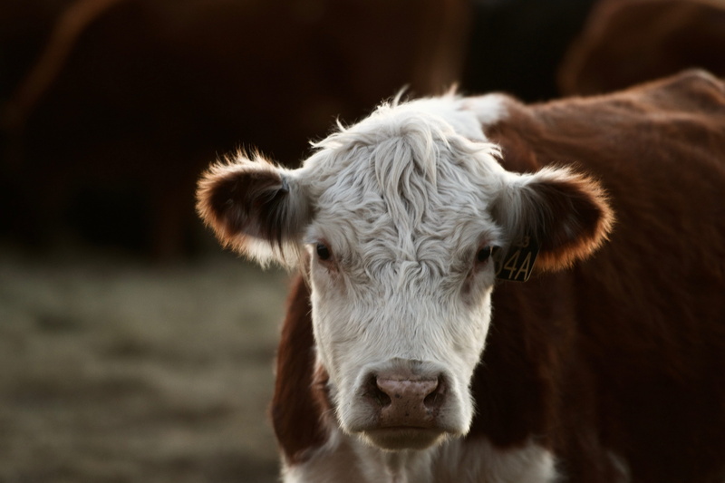 domestic, cow, farm, portrait, field, close-up, bull - animal, brown, wildlife, white, one animal, photography, united states, domestic animals, early morning