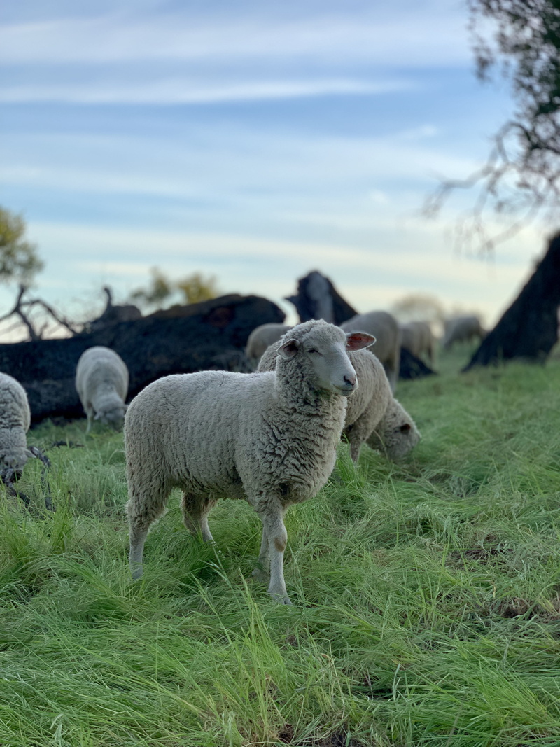 standing, domestic animals, mammal, group of animals, plant, grassland, santa barbara, pets, herd, landscape, unnamed road, countryside, nature, wool, vertebrate