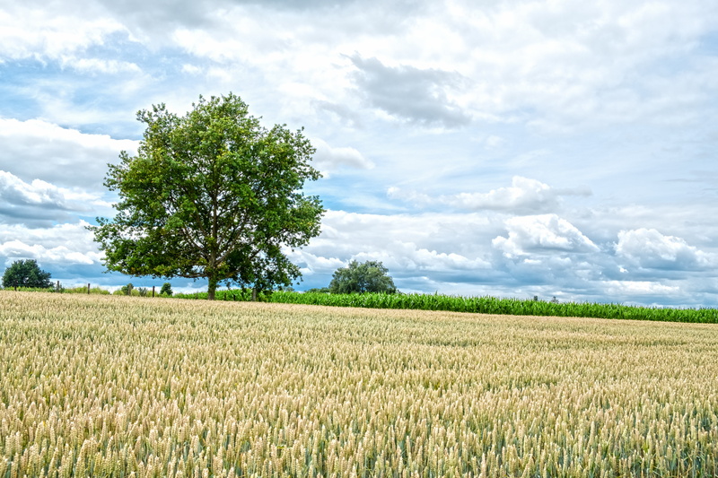 grass field, plant, grass, season, green, farm, 5K, rural Scene, field, growth, agriculture, green grass, Wheat, clouds, FUJIFILM  X-T2, Trees, sky, blue