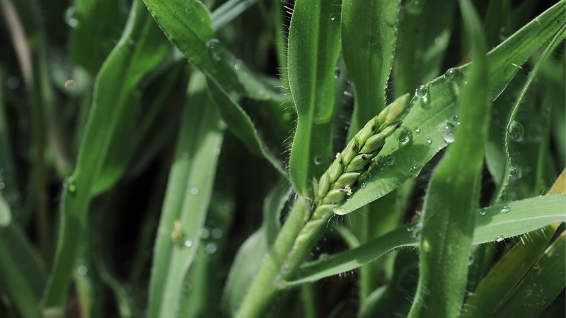 freshness, 1080P, growth, raindrop, nature, full frame, blade of grass, water drops, day, rain, green, beauty in nature, close-up, leaf, drop, no people