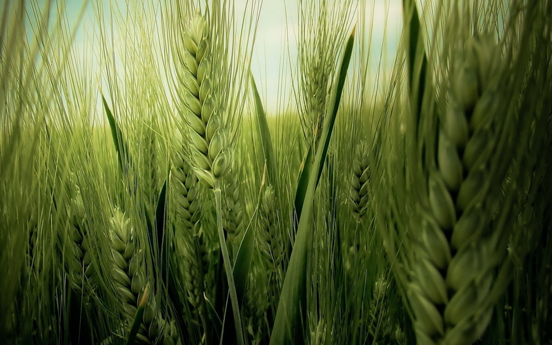 green, wheat, nature, 1080P, field