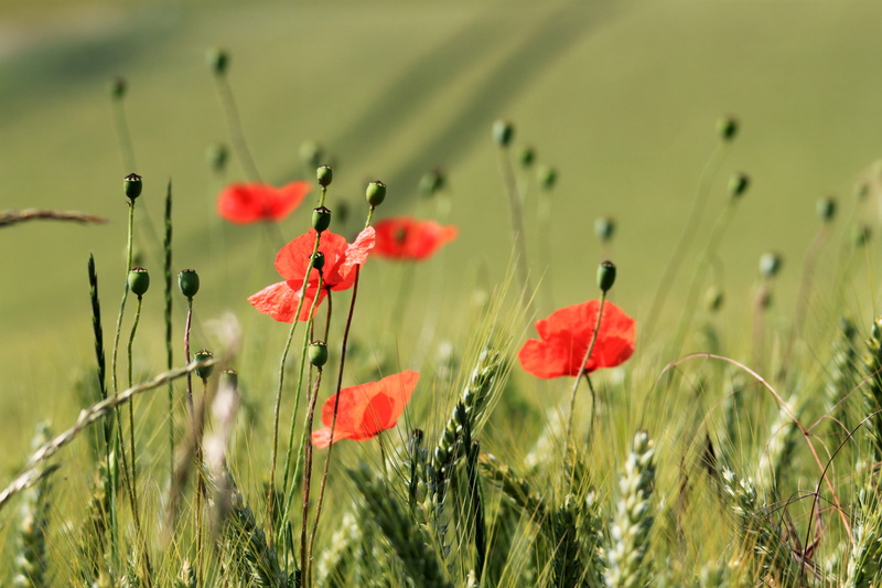 MMxIV, green Color, landscape, grass, field, five, nature, photo, beauty In Nature, outdoors, flower, plant, rural Scene, poppy, wheat, 4K, green, summer
