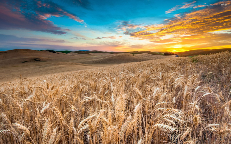 1920x1080, lavender fields, nature, HD, green fields, wheat fields pictures, 2K