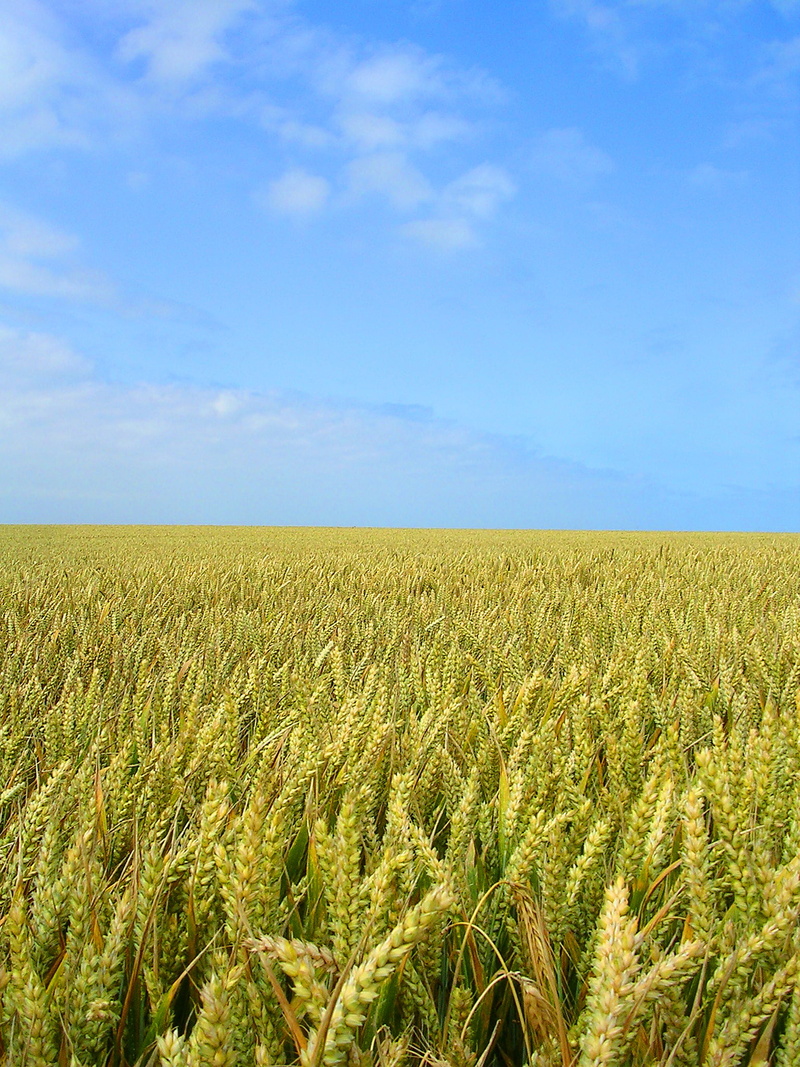 farm, ripe, outdoors, green, green wheat, field, crop, wheat, sky, growth, summer, wheat field, food, blue, clouds, plant, photo, 1080P, yellow, agriculture