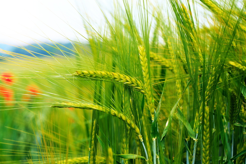 outdoors, cultivated, non-Urban Scene, growth, beauty In Nature, environment, rice - Cereal Plant, food, sunlight, rural Scene, backgrounds, freshness