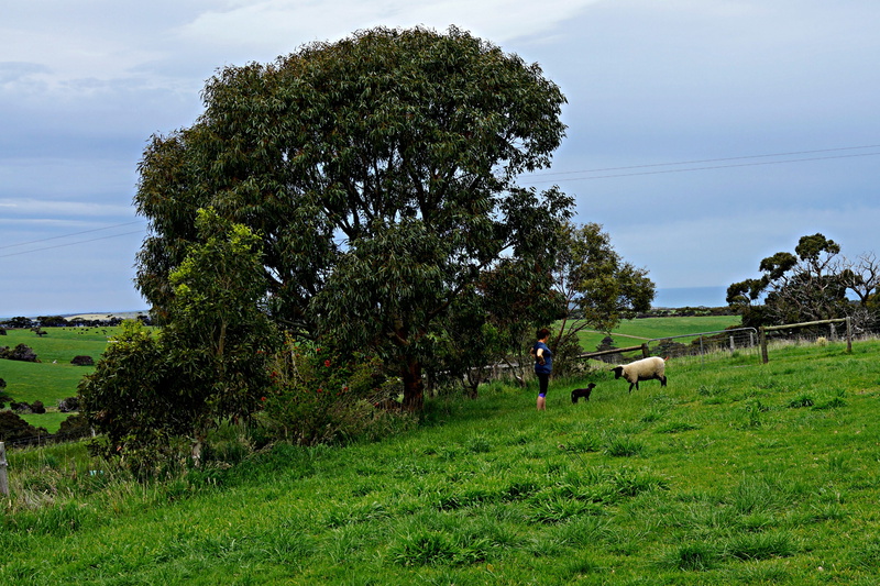 grass, land, green color, herbivorous, vertebrate, grazing, field, sky, plant, mammal, outdoors, rolling meadows, no people, animal, domestic, tree, group of animals
