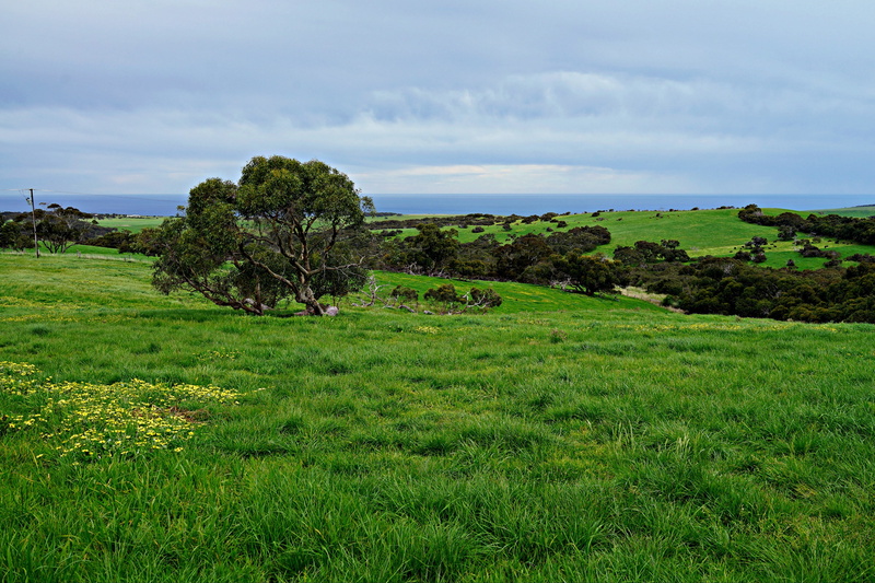 field, wind swept, rolling meadows, willow creek, growth, environment, countryside, cloud - sky, nature, outdoors, tranquility, non-urban scene, green color