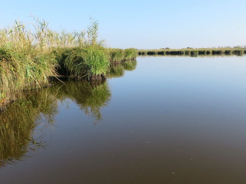 beauty in nature, day, reeds, sky, waterfront, reflections, tranquil scene, lake, 4K, reflection, wild, no people, growth, scenics - nature, nature, blue