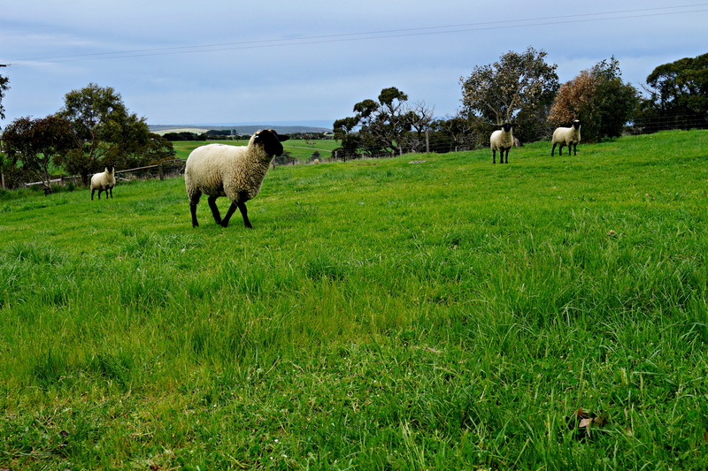 no people, sky, field, livestock, landscape, south australia, 4K, sheep, green fields, herbivorous, agriculture, outdoors, wide open spaces, wind swept