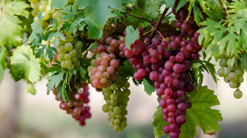 blur, fruit, grapes, maroon, food, 4K, focus, leaf