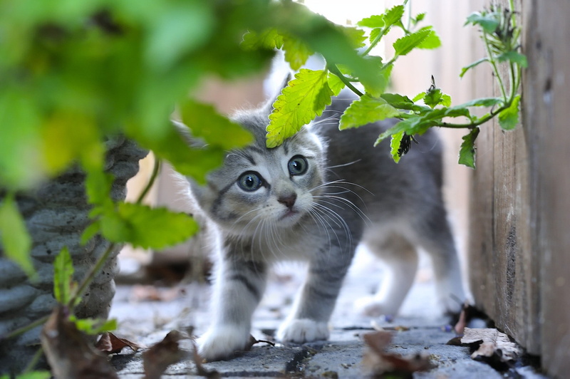 grass, frightened, tabby, kitten, gray, 1080P, little