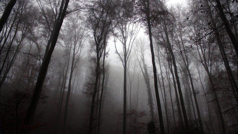 fearful, dark, trees, misty, 1080P, forest, frightening, twilight