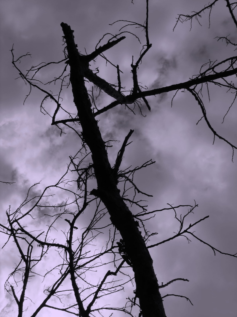 dry, spooky, dark, background, outdoors, beauty in nature, dead plant, sky, brittle, scary, low angle view, doom, plant, bare tree, tree, 1080P, broken