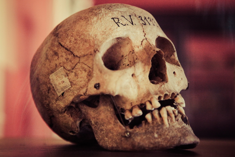 scary, frighten, man, bone, archaeology, human skeleton, horror, cracked, head, retro, skeleton, anatomy, antique, fear, history, damaged, single object