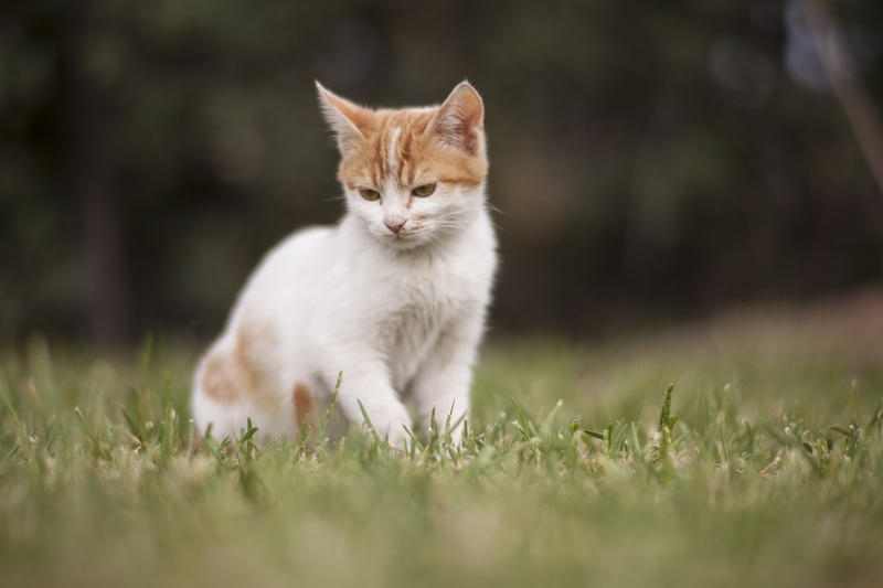 grass, tabby, land, sad, white, day, mammal, animal, sweet, sitting, cat eye, cat, one animal, domestic cat, photography, expectant, selective, the homeless