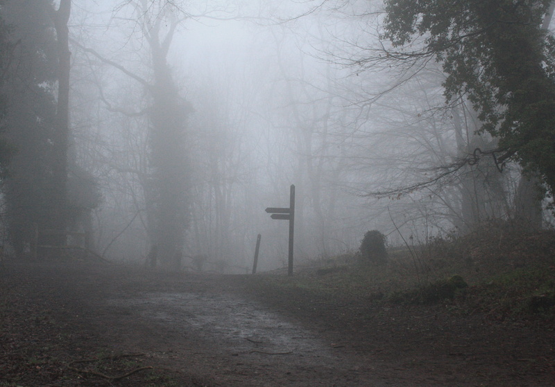 mist, early morning, hazy, united kingdom, scary, cold temperature, beauty in nature, trees, misty woodland, 2K, forest, countryside, outdoors, eerie