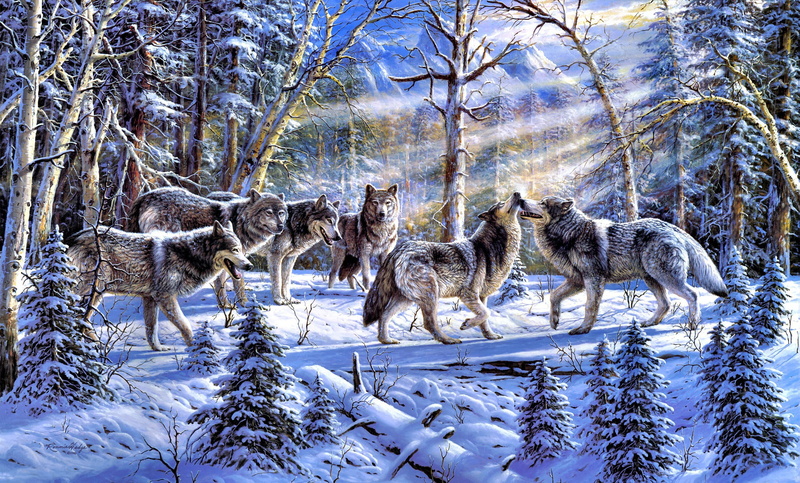 wildlife, snow, animals In The Wild, vertebrate, herbivorous, spruce, cold temperature, nature, forest, wolves, woodland, carnivore, field, animals, beauty in nature